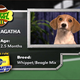 Illustration for article titled Deconstructing Puppy Bowl III